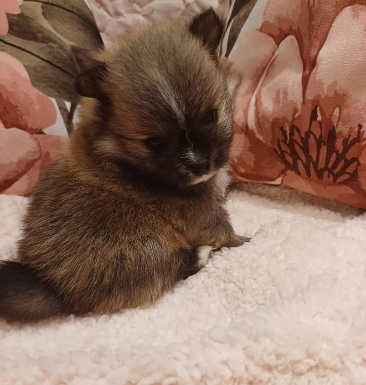 Lulu da Pomerânia