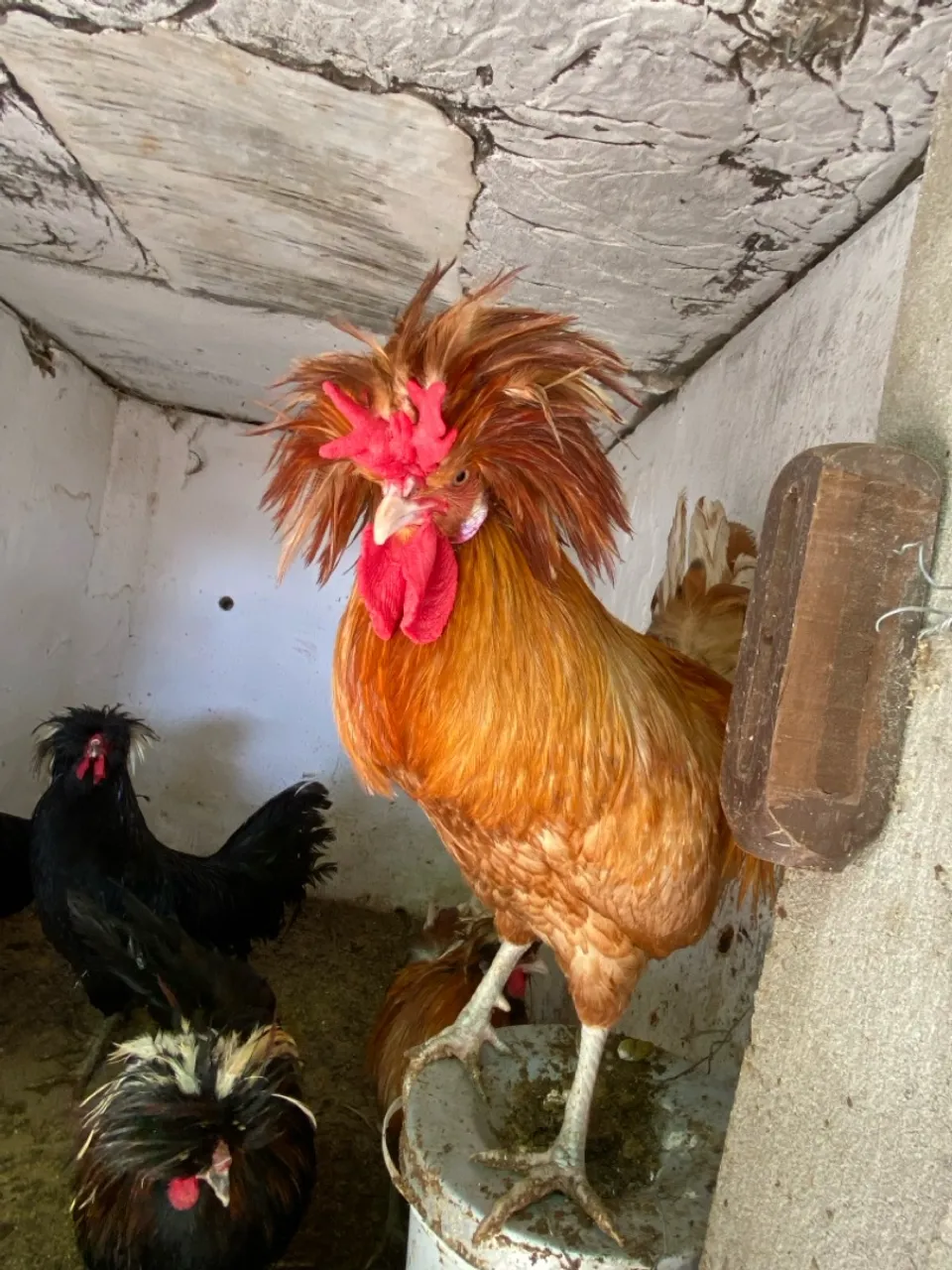 Galo poloneses Ornamental com Penas Exuberantes