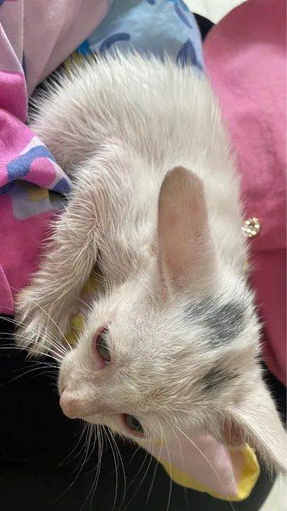 Gato para adoção  - Foto 3