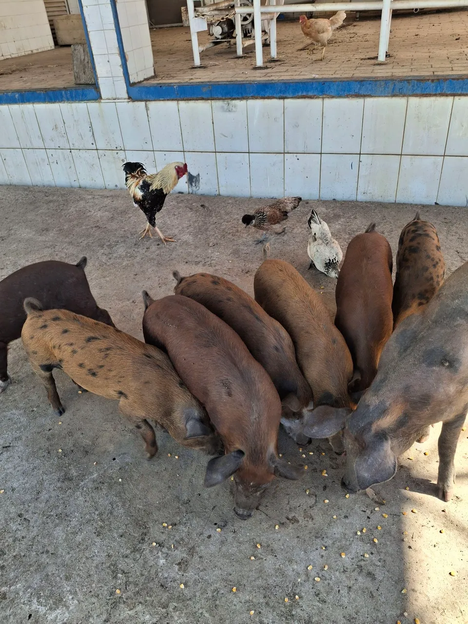 Porquinhos para criação