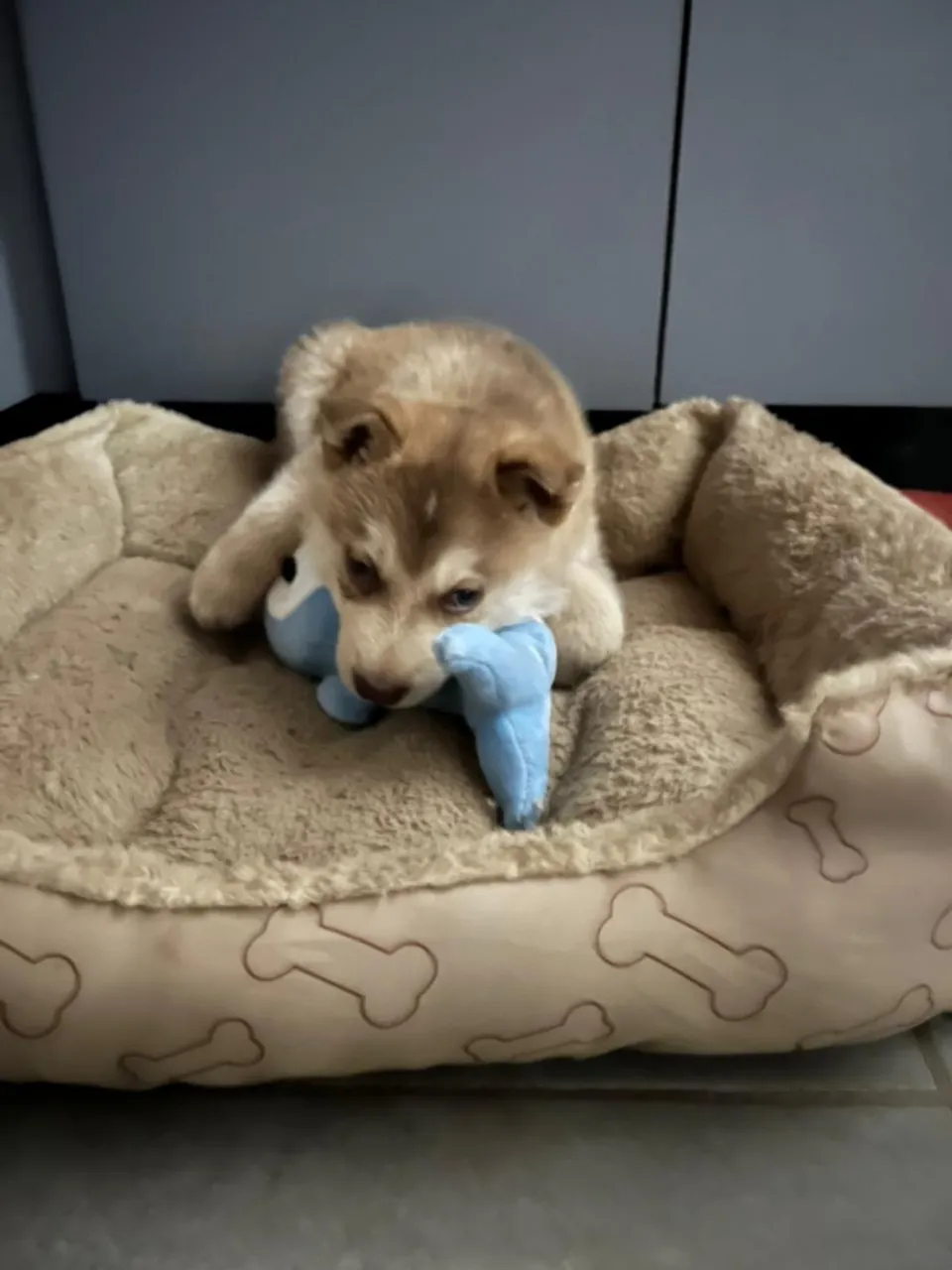 Husky siberiano 