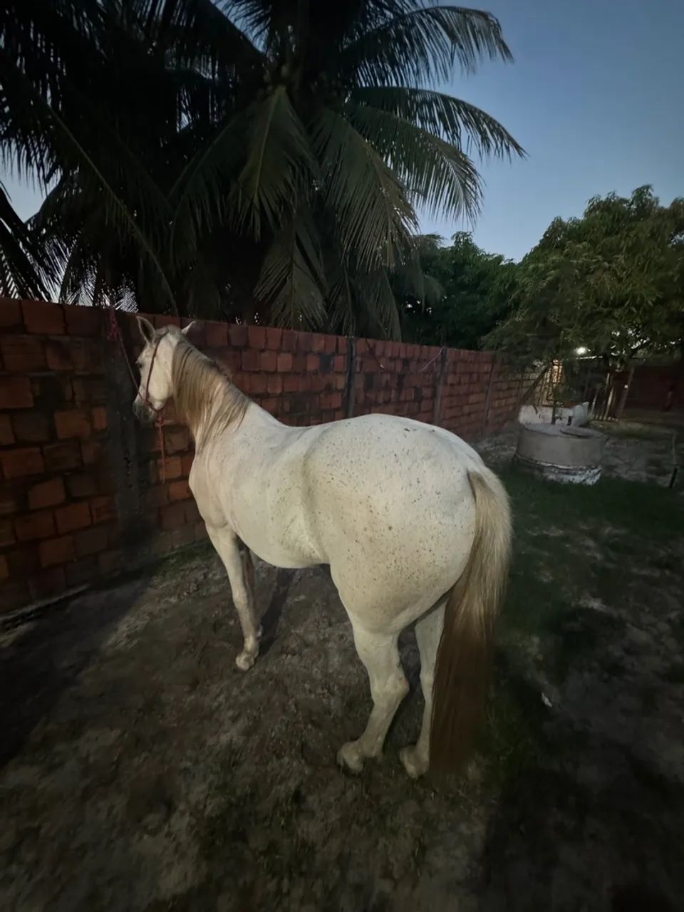 Égua Quarto de milha  - Foto 3