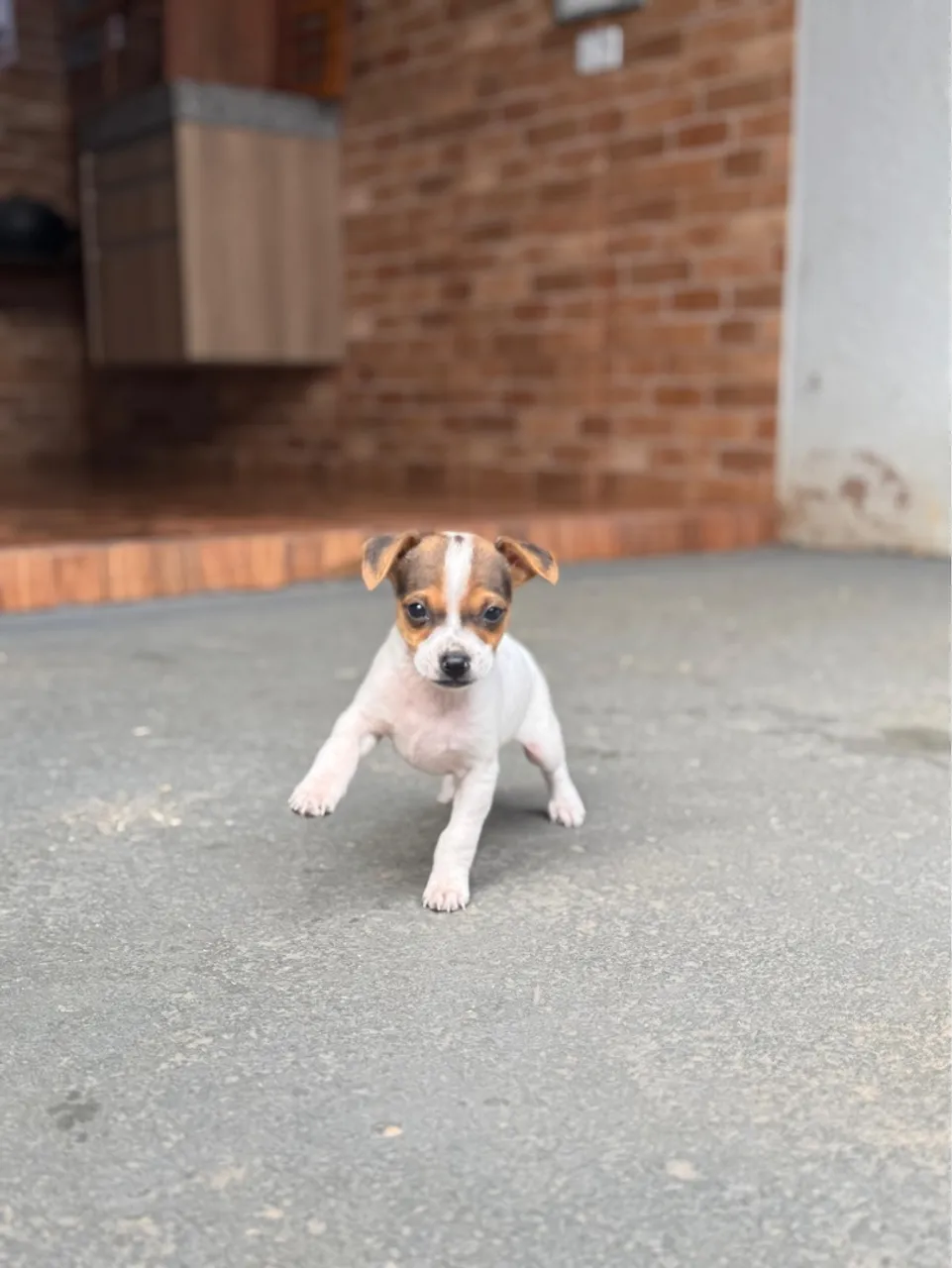 Filhote de PINSCHER à Venda