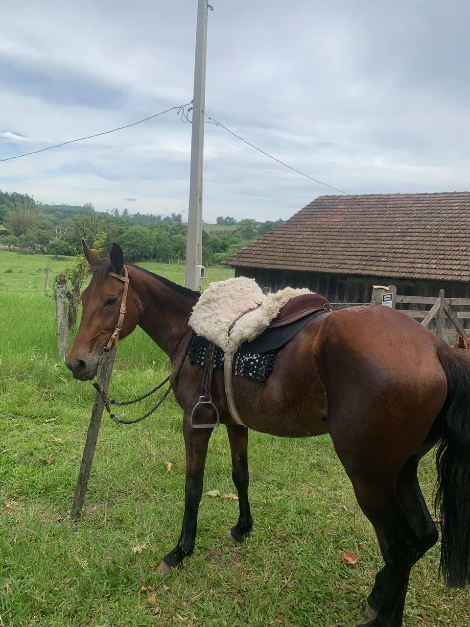 Vendo égua colorada de laço