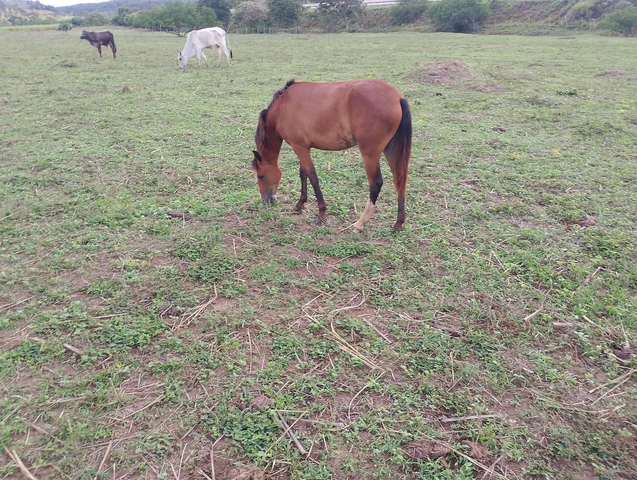 Potra com 1 ano e 2 meses - Foto 6