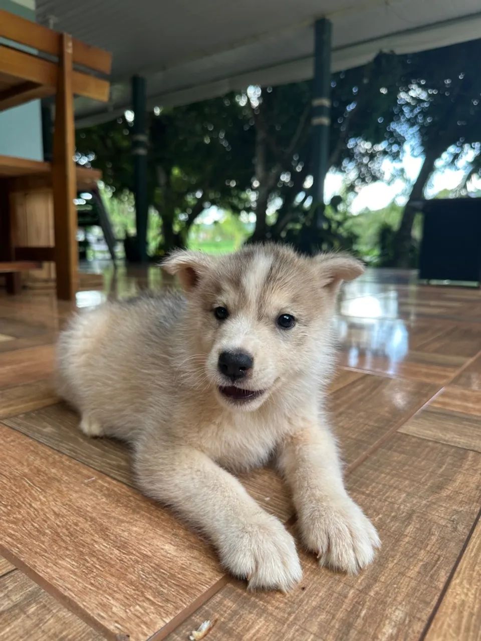 Promoção Husky Siberiano  - Foto 4