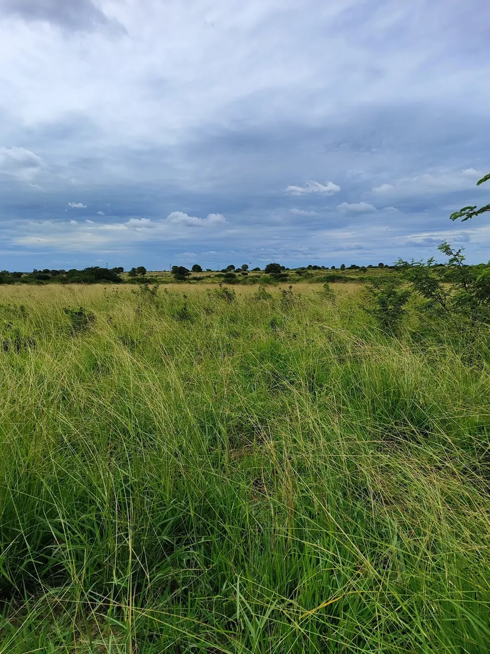 fazenda com 270 hectares em bom Jesus plantada e piquetada água top