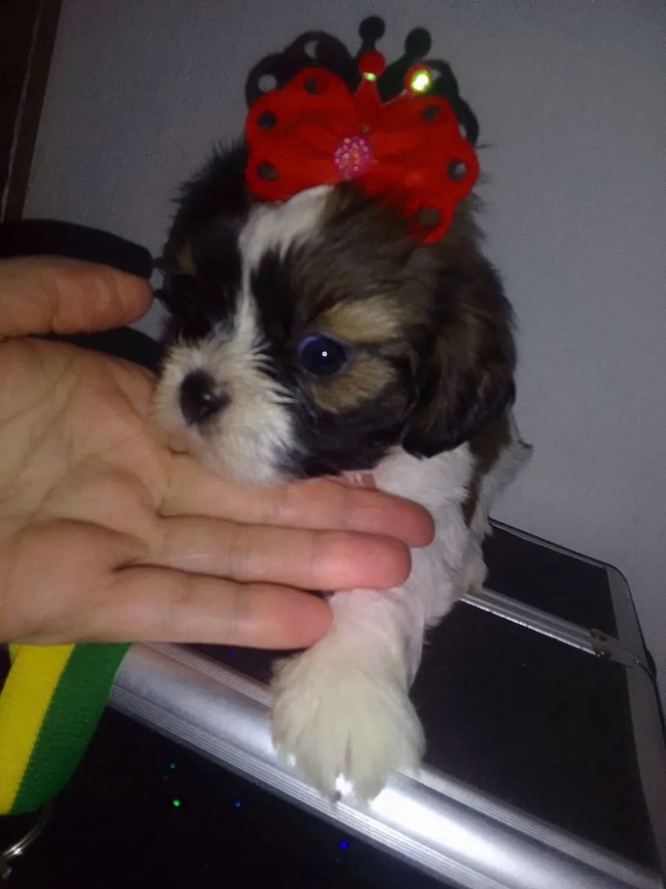 Shih Tzu Fêmea tricolor 40 dias - Foto 2