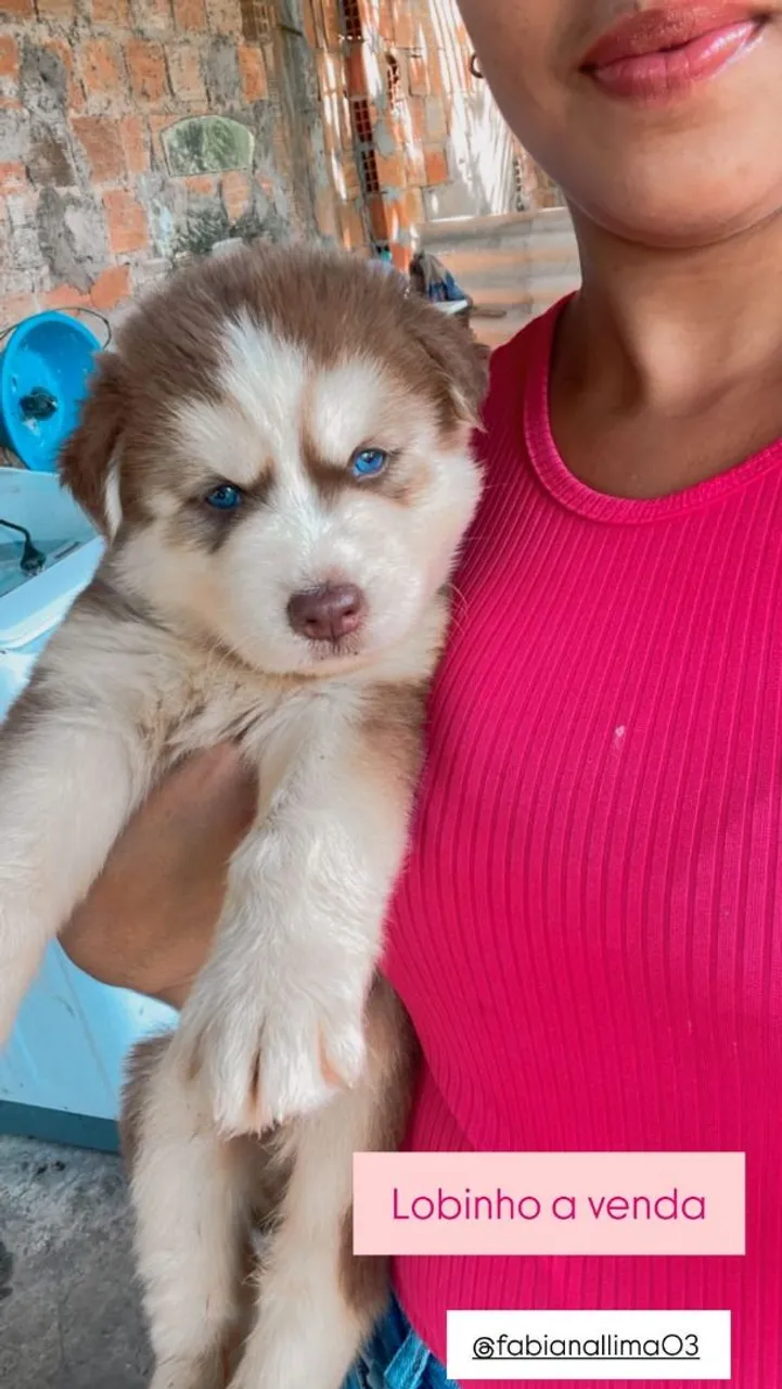 Filhote Husky Siberiano