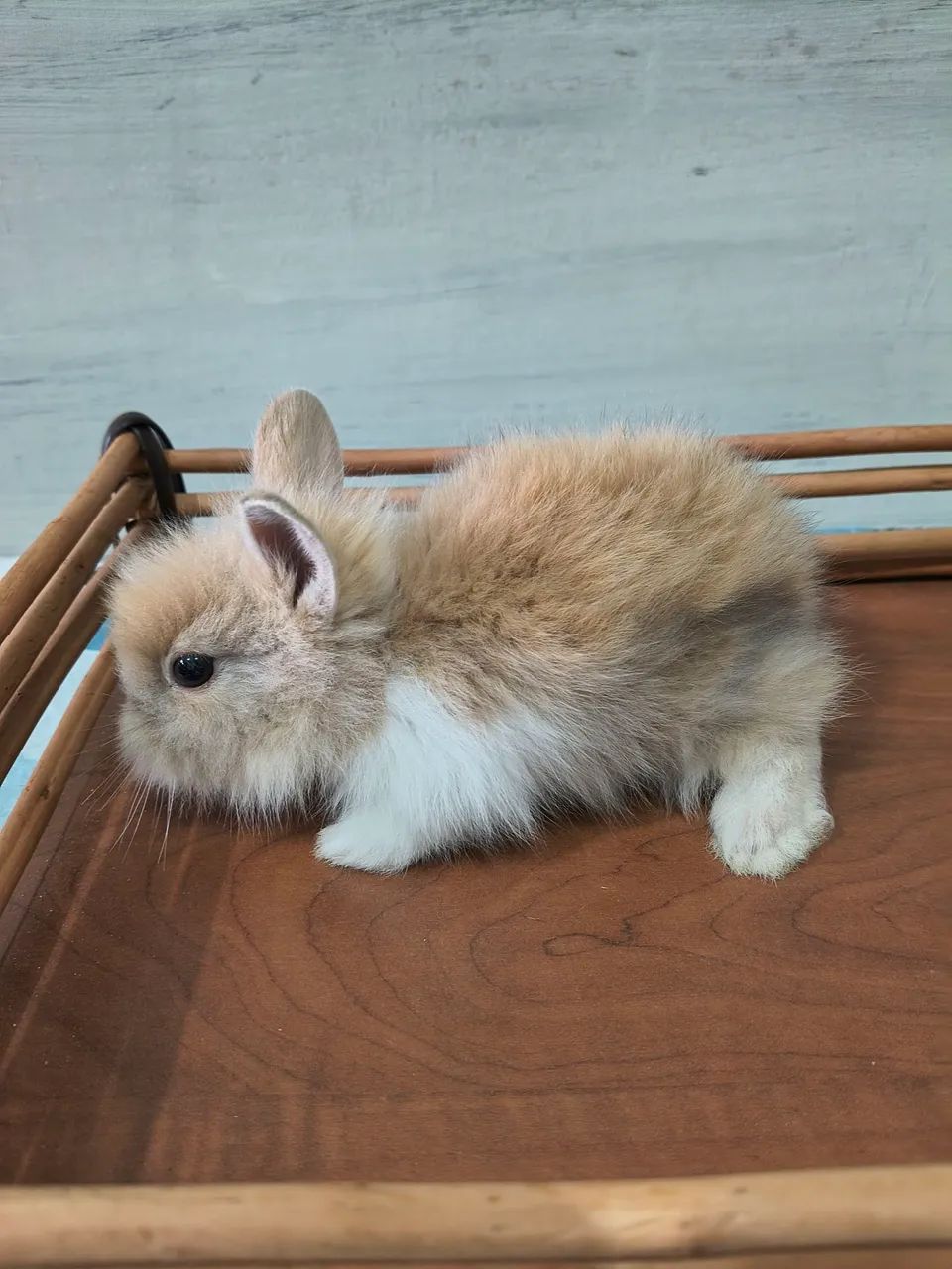 Coelhos Mini Lion - Foto 2