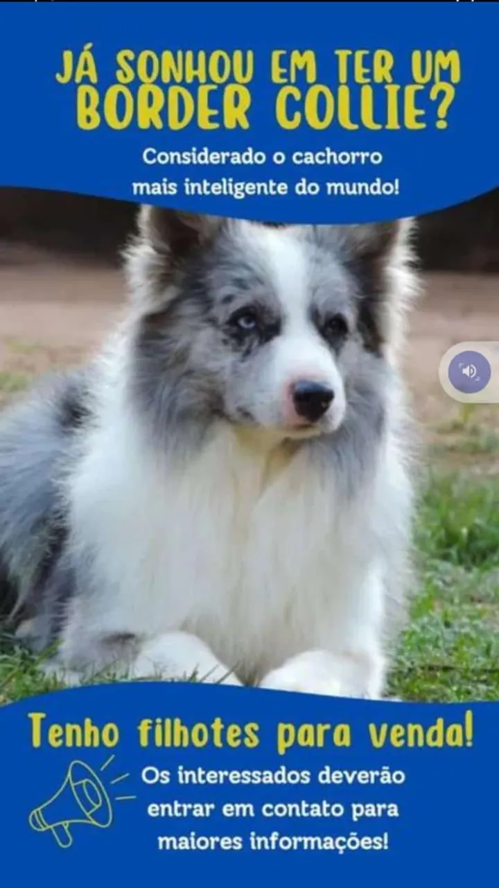 Border Collies Filhotes Especiais