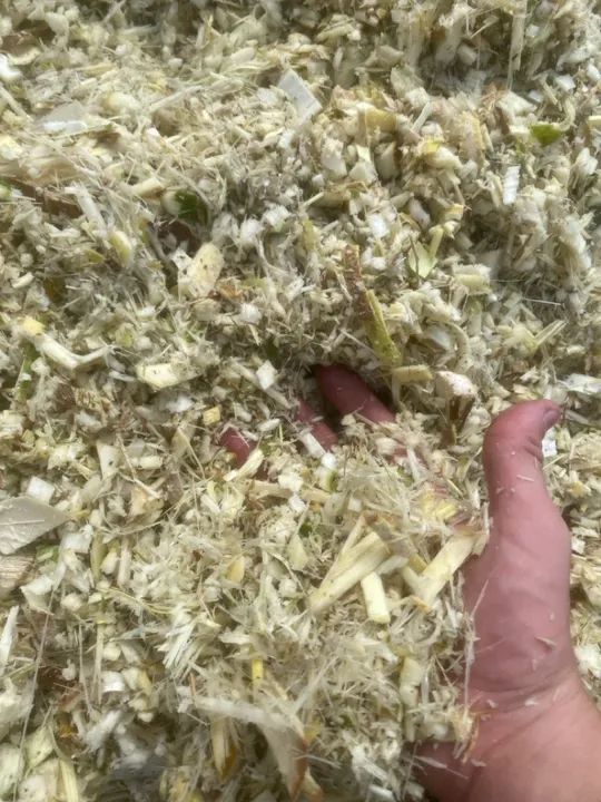 Pupunha Triturada R$0,10 o KG - Foto 2