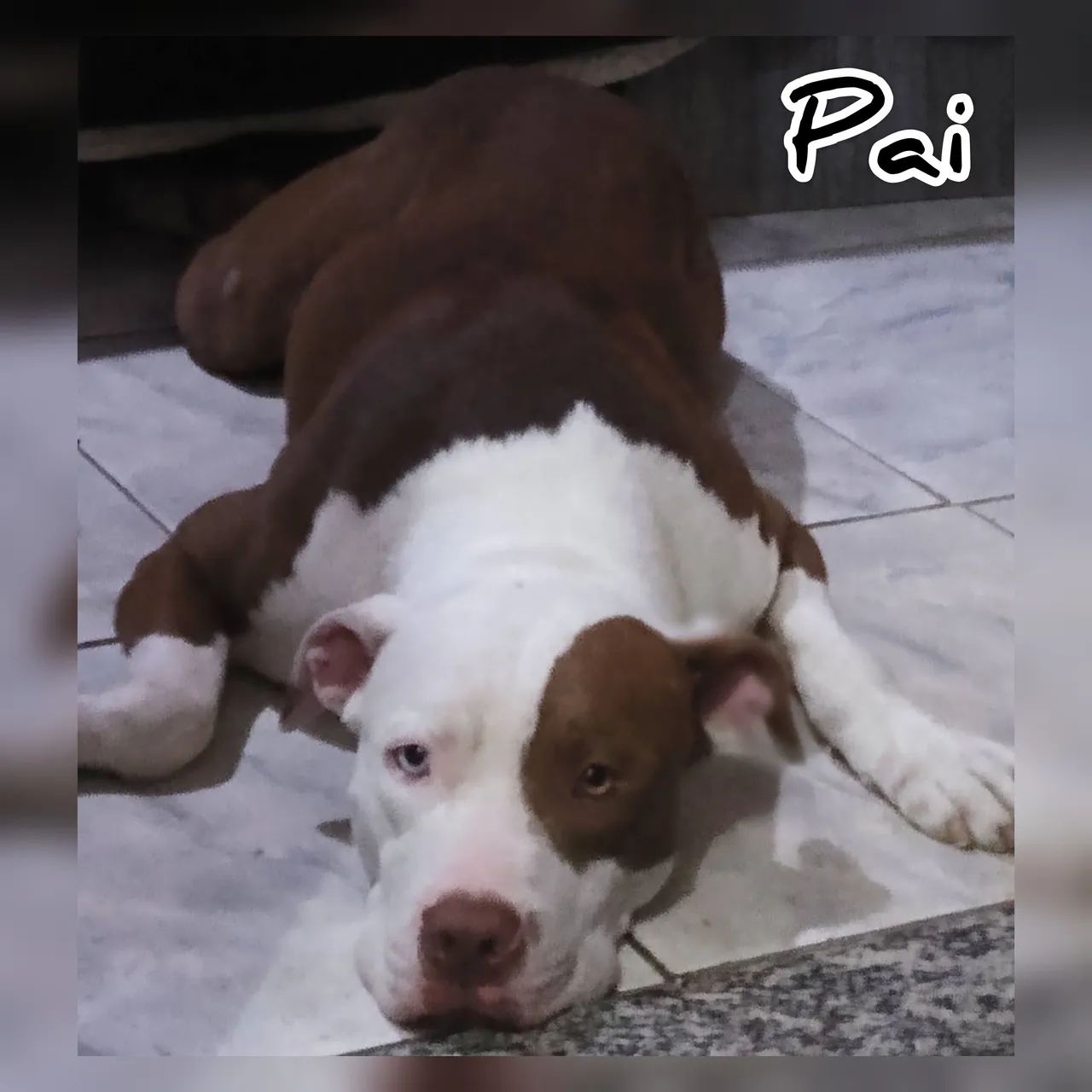Filhote de Pitbull Red Nose com meses Cachorros Vista Alegre