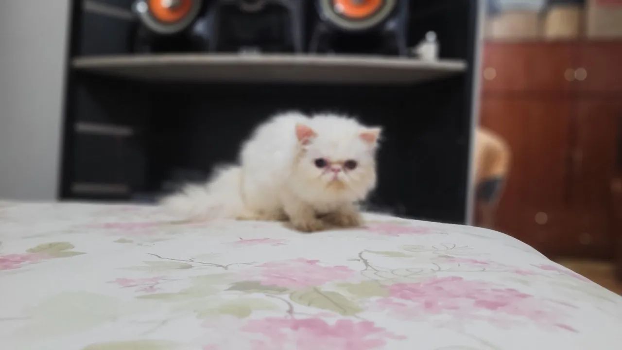 Gato persa olhos ímpares  .  - Foto 5