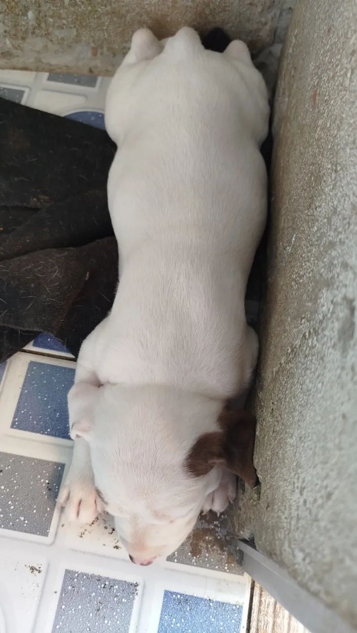 OPORTUNIDADE VENDO PITBULL FÊMEA - Foto 4
