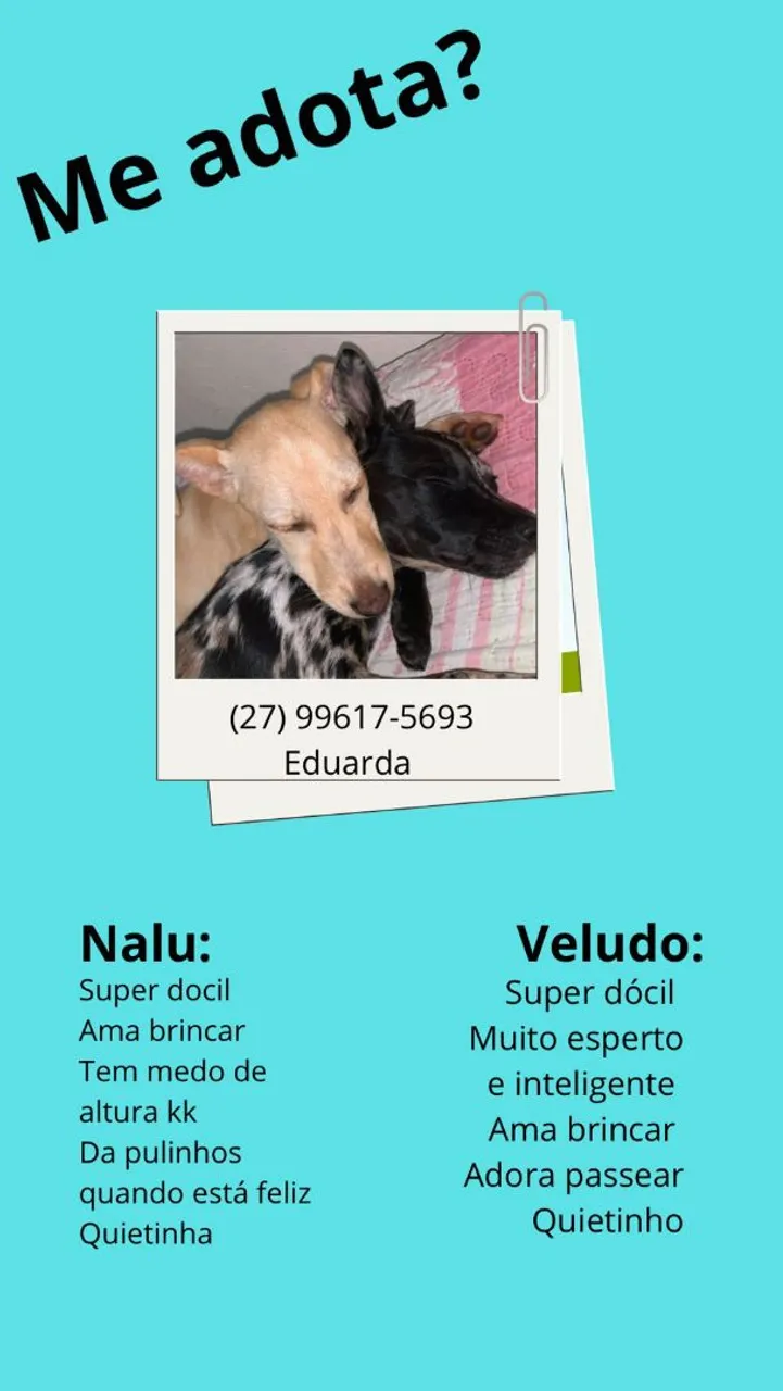 Adote Nalu e Veludo!