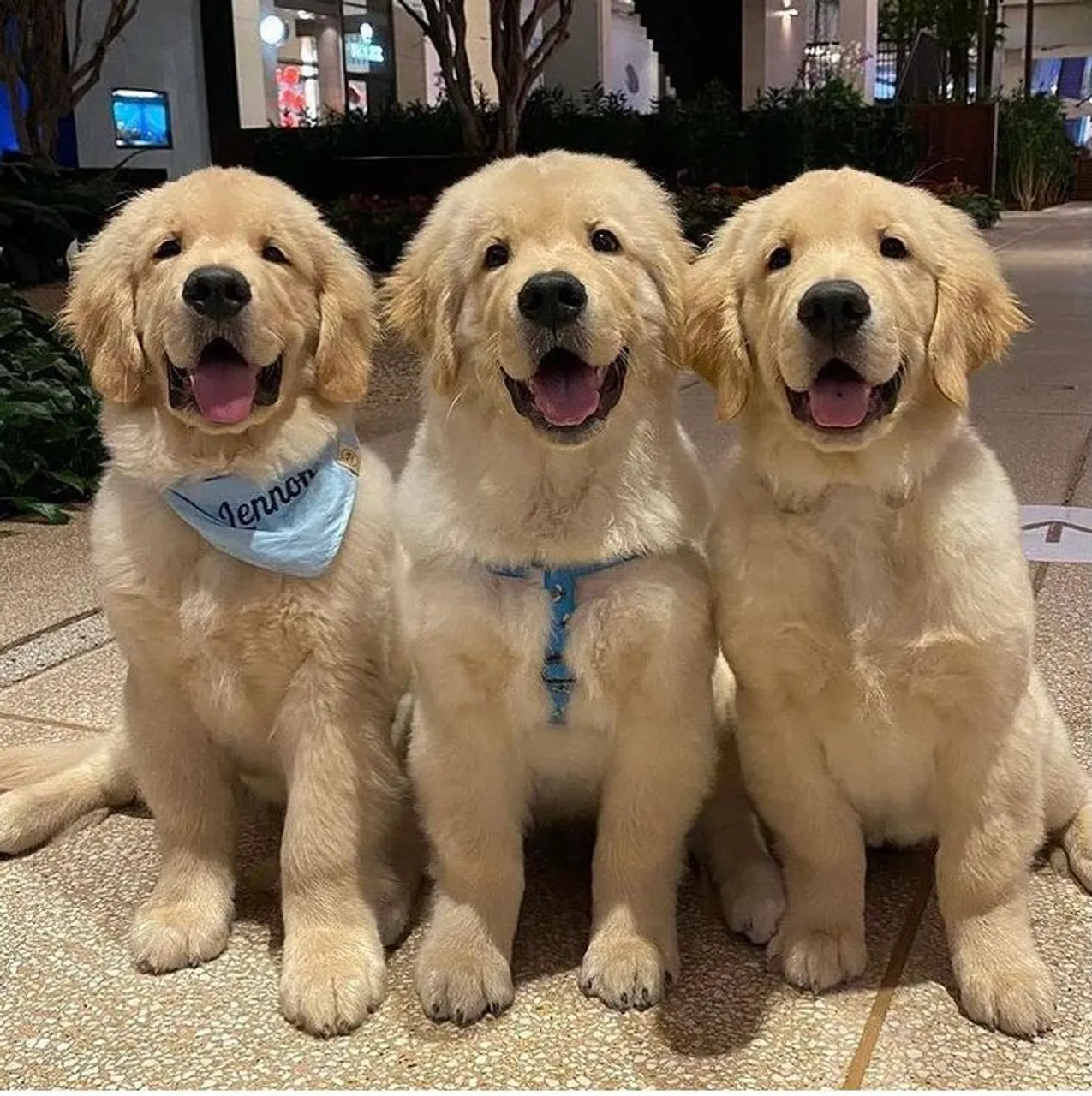 Golden Retriever Lindos e Alegres!