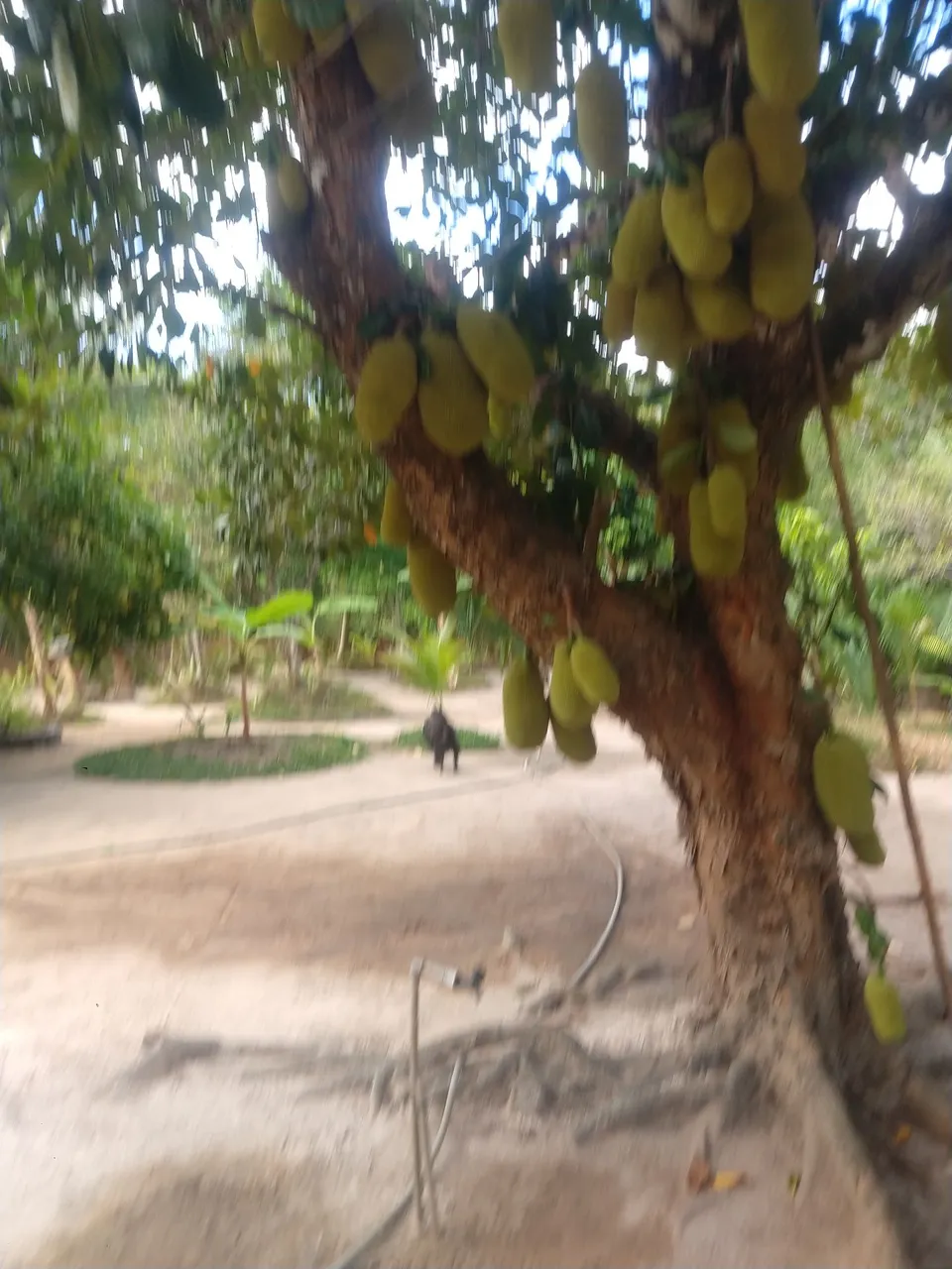 Vende-se um lindo e grande(7.560m²) sítio na Santa Helena estrada do Quebra-Pote