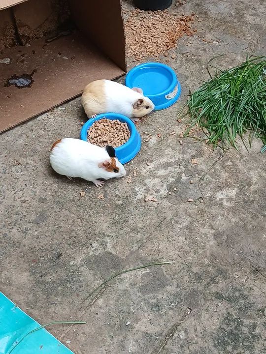 Porquinho da Índia  - Foto 5