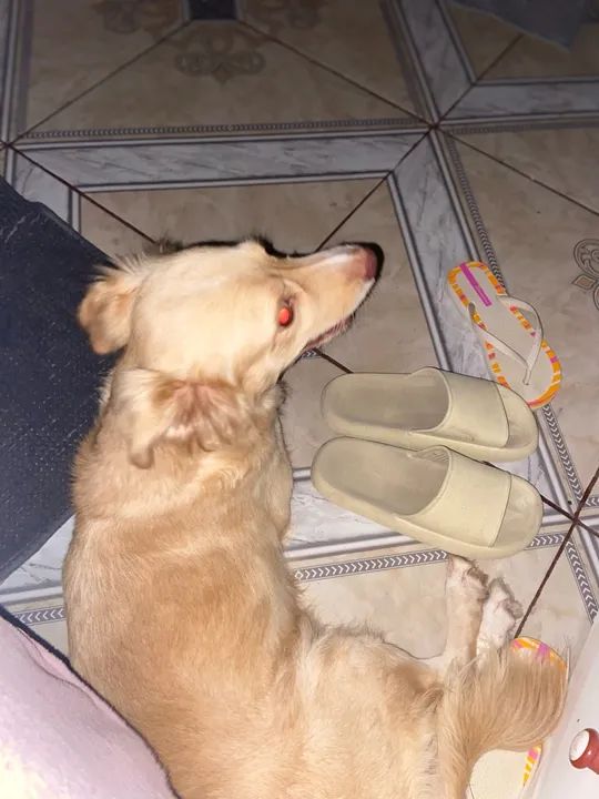 Para adoção  - Foto 3