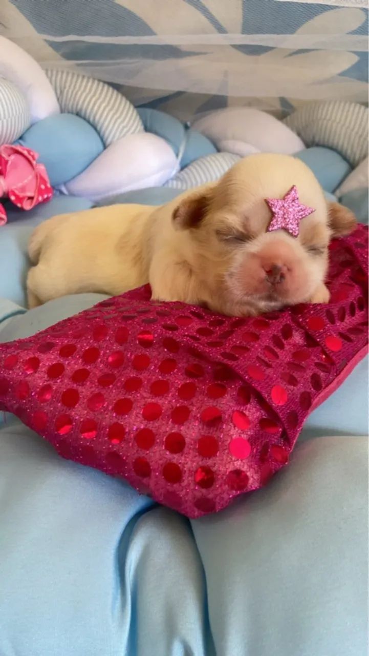 Filhote Shih Tzu fêmeas ( VENDA ) @pets.encantados.ms