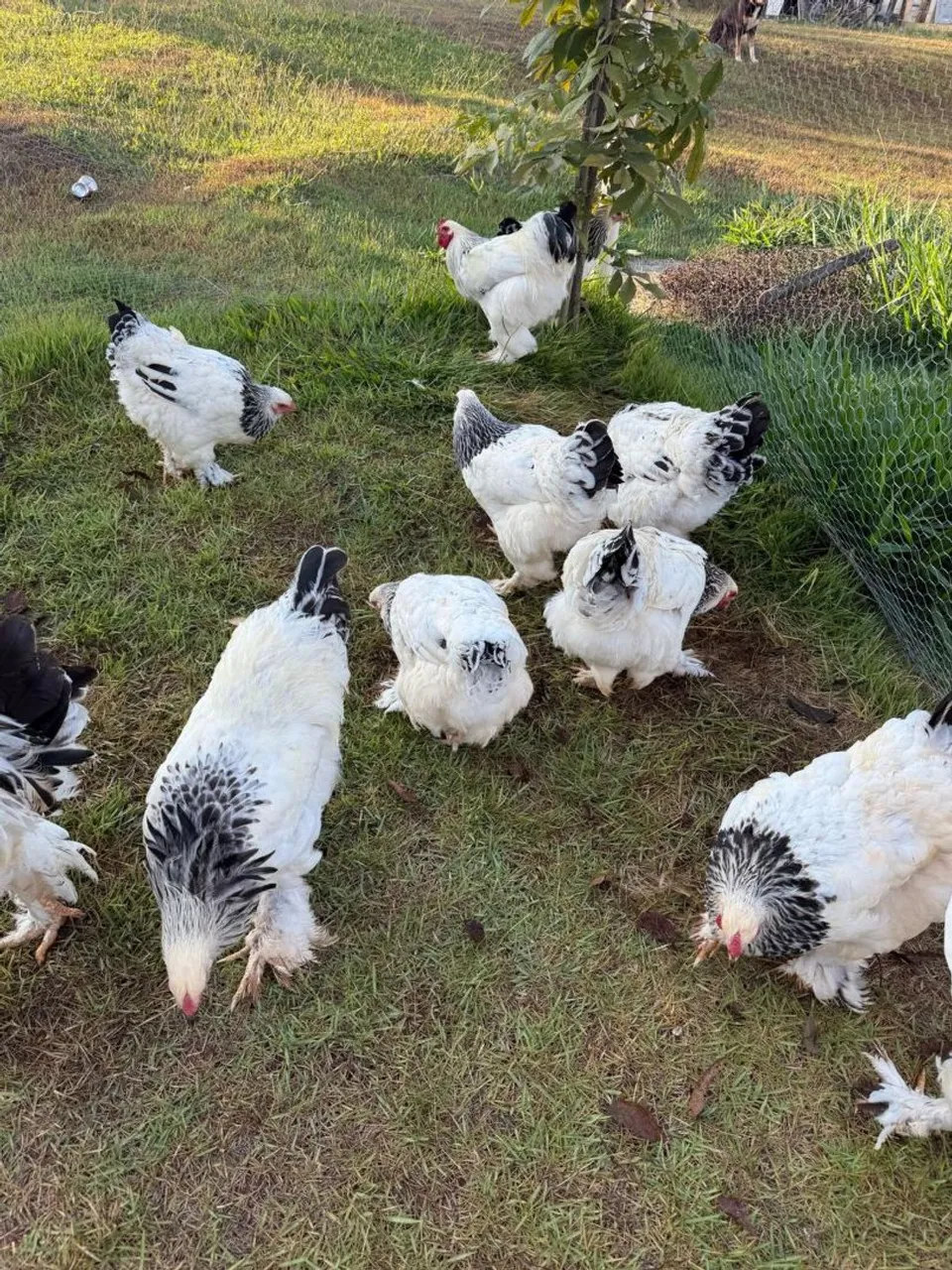 Galinha Brahma light