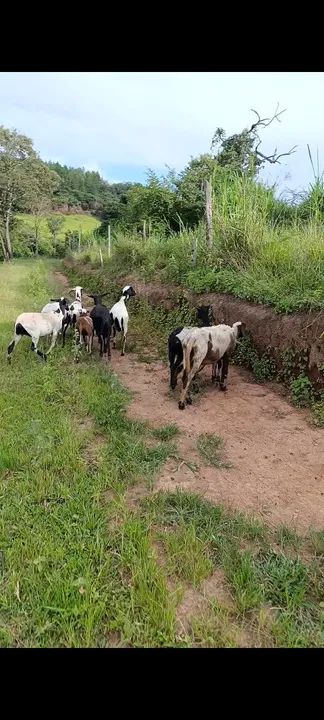 Ovelhas Santa Inês  - Foto 2