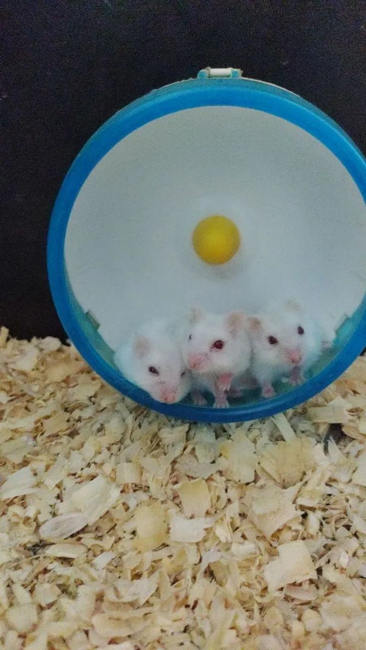 Bixinho de estimação  - Foto 2