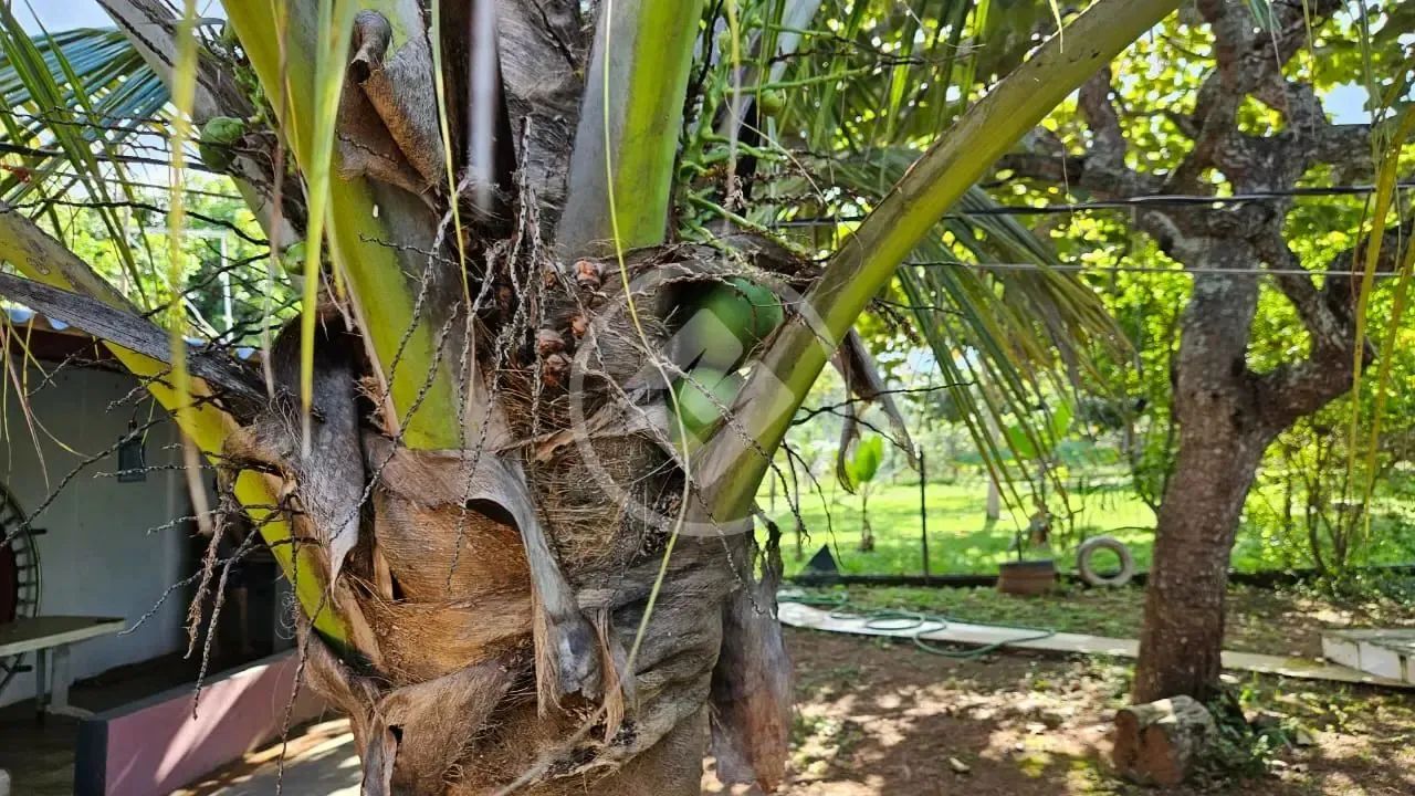 Chácara em Hidrolândia. codigo: 115268 - Foto 4