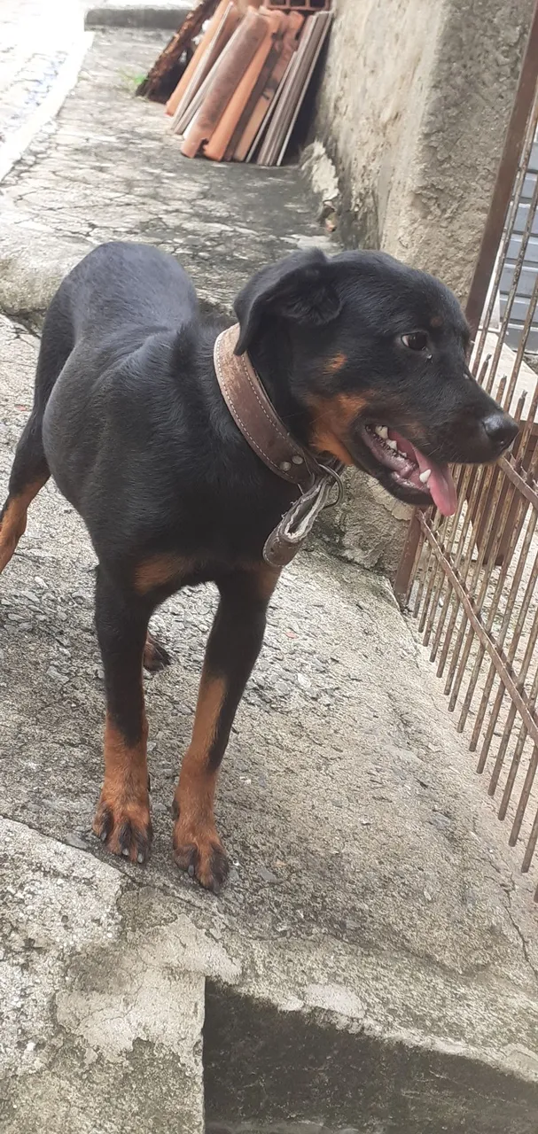 Rott fêmea venda