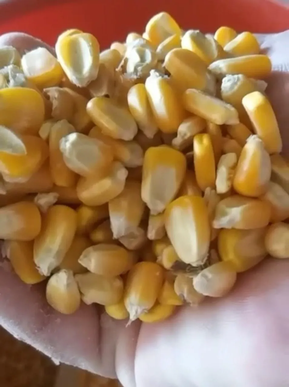 Milho em Grãos de Qualidade Direto da Fazenda
