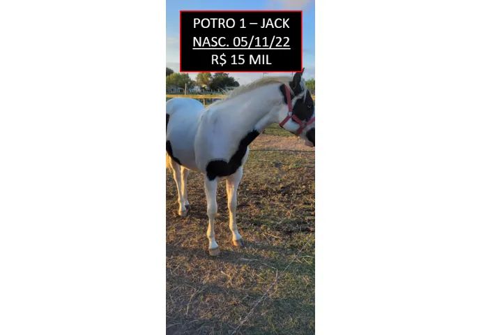 Paint Horse - Cavalo