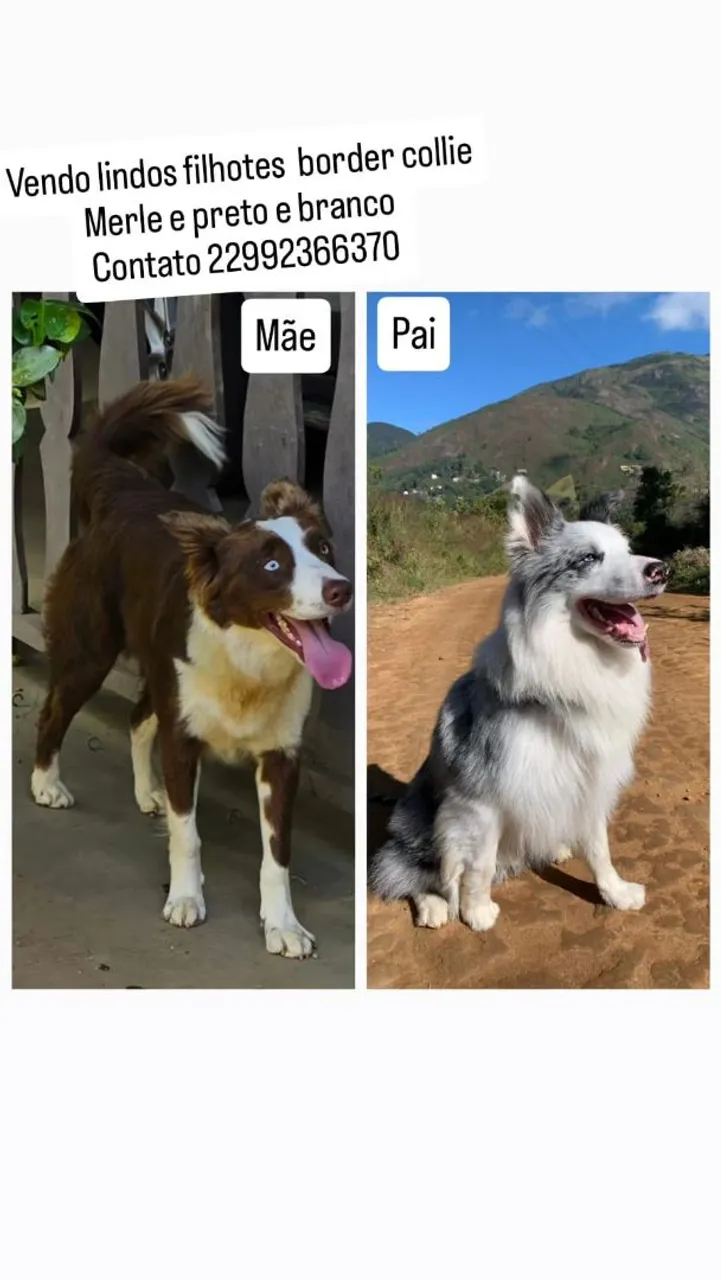 Filhotes de Border Preto & Branco com pedigree.