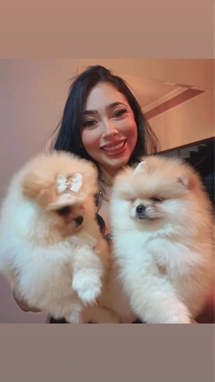 Lulu da pomerania ursinho