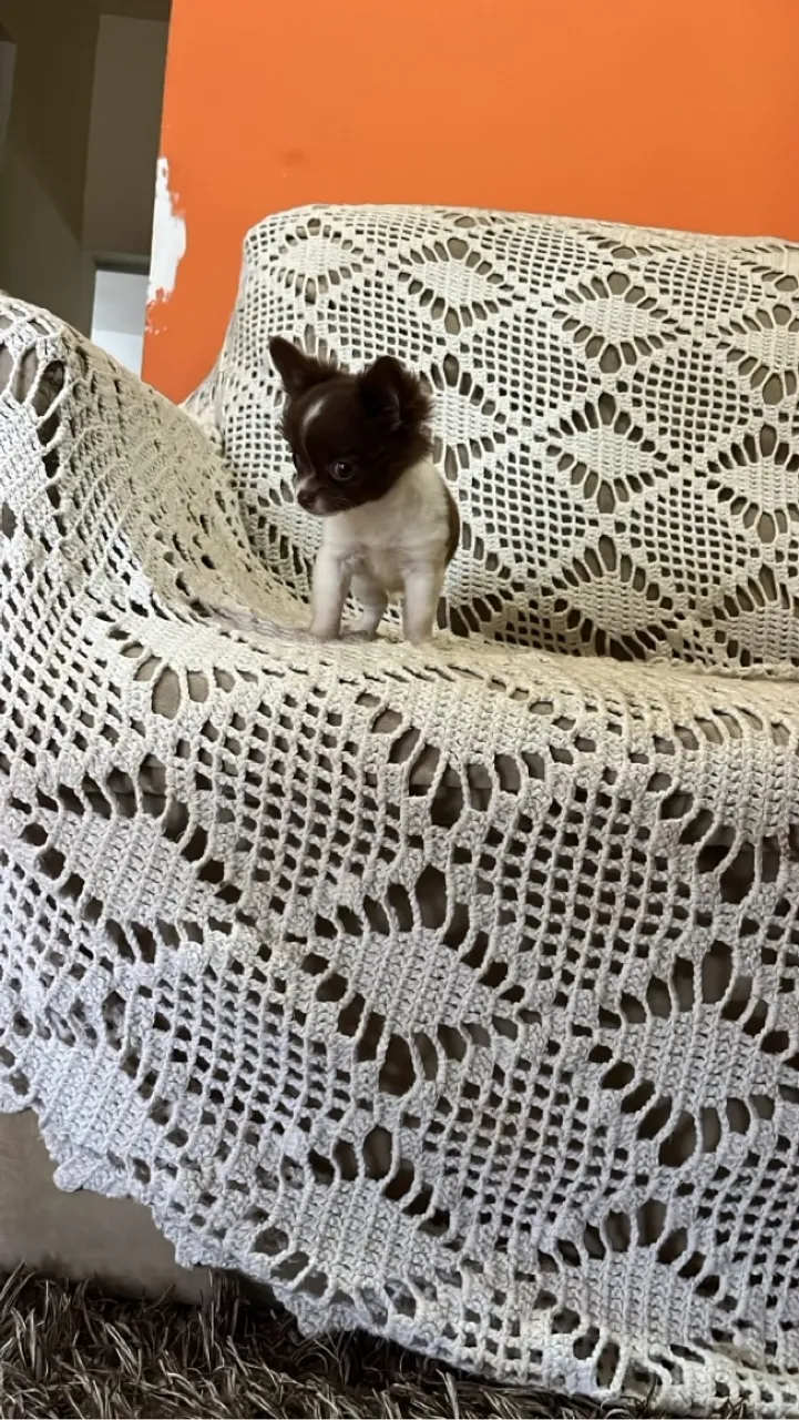 Chihuahua menor do mundo