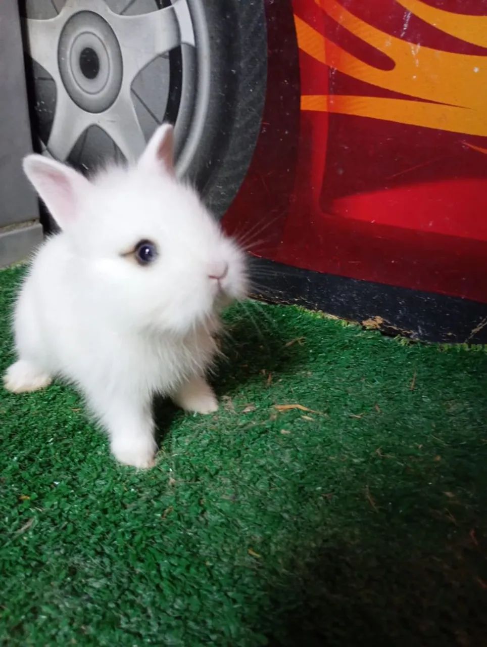 Mini coelhinhos lion 64706227072897122