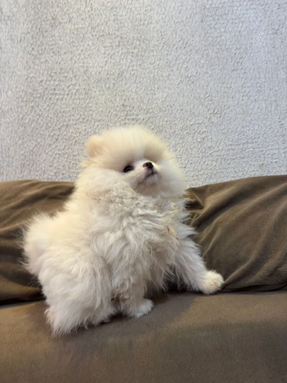 Spitz´´Lulu´´anão Pedigree Incluso!