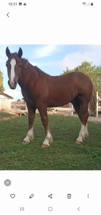 Potro Bretão  - Foto 3