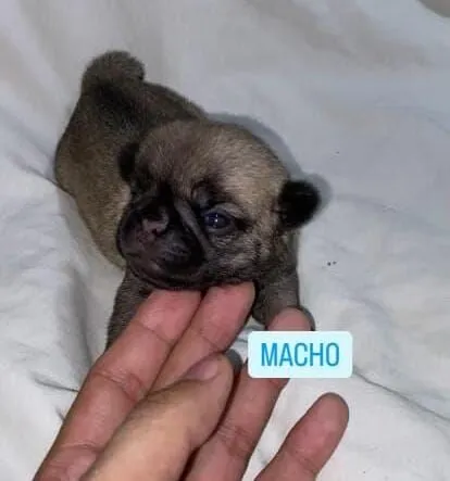 Filhote de Pug