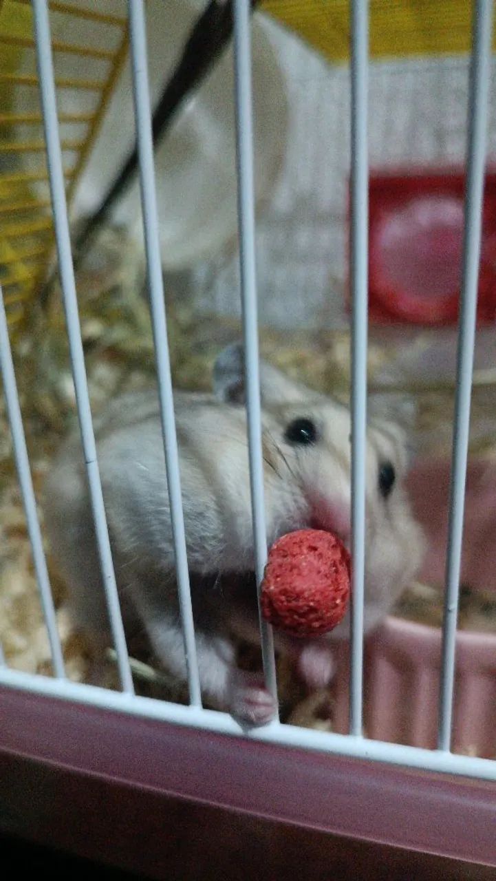 Hamster sírio com kit completo - Foto 2