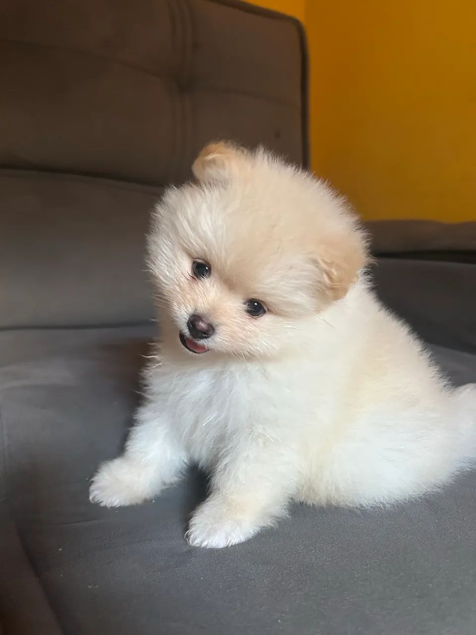 Filhote spitz Alemão - Foto 3