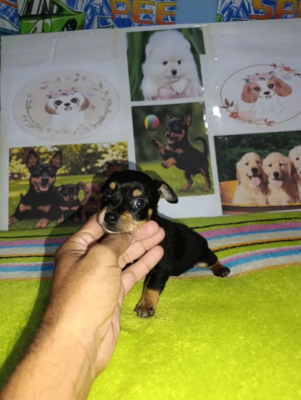 Pinscher miniatura macho - Foto 2