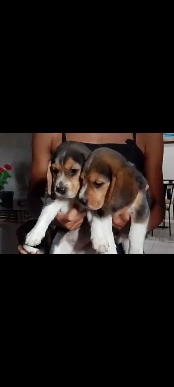 Beagle 13 polegadas puro, pai e mãe no local