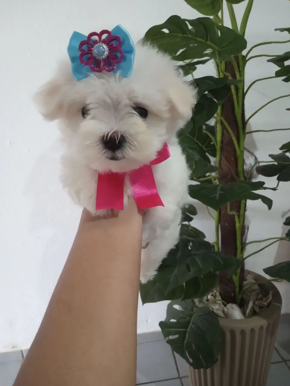 Maltês fêmea  - Foto 3