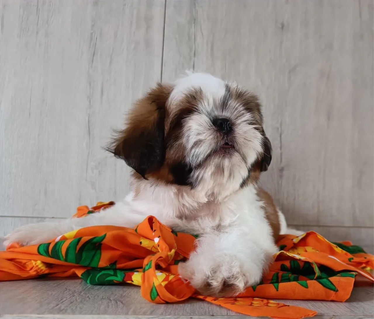 Macho Shih Tzu  - Foto 4