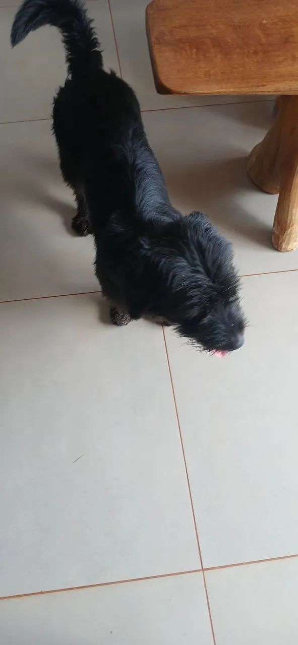Doação de cachorro macho  - Foto 3