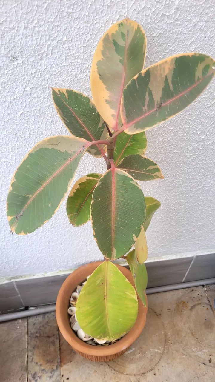 Ficus Rubi no vaso 