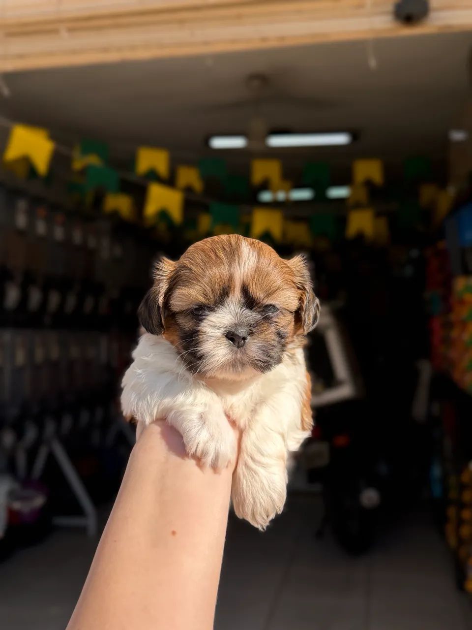 Shihtzu MACHO  - Foto 5