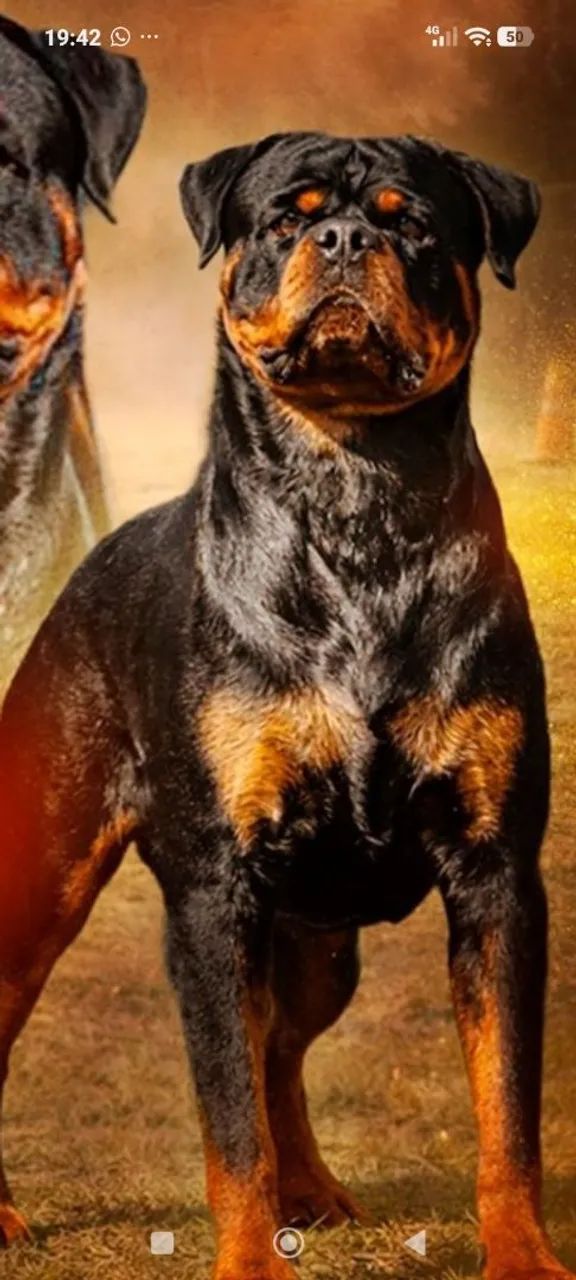 Rottweiler  - Foto 4