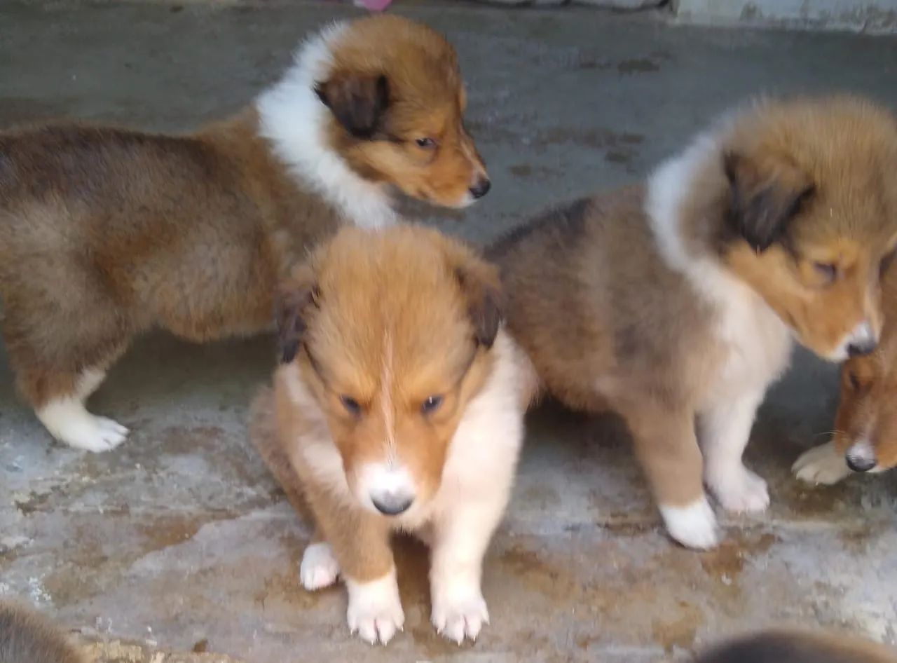 ROUNG COLLIE - Foto 6